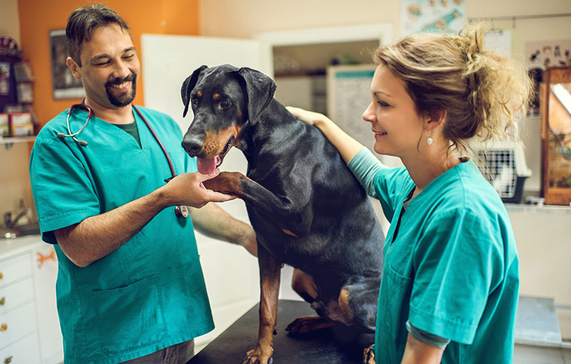 Tierkliniken,Tierarztpraxen
